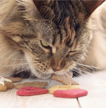 鍵がないと開けることができないから、小さなお子様やペットの誤飲・誤食防止に！